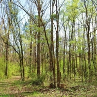 65 Acres in Hinds County in Raymond  MS