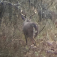 65 Acres in Hinds County in Raymond  MS images 4