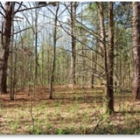 65 Acres in Hinds County in Raymond  MS images 5