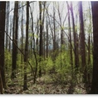 65 Acres in Hinds County in Raymond  MS images 6