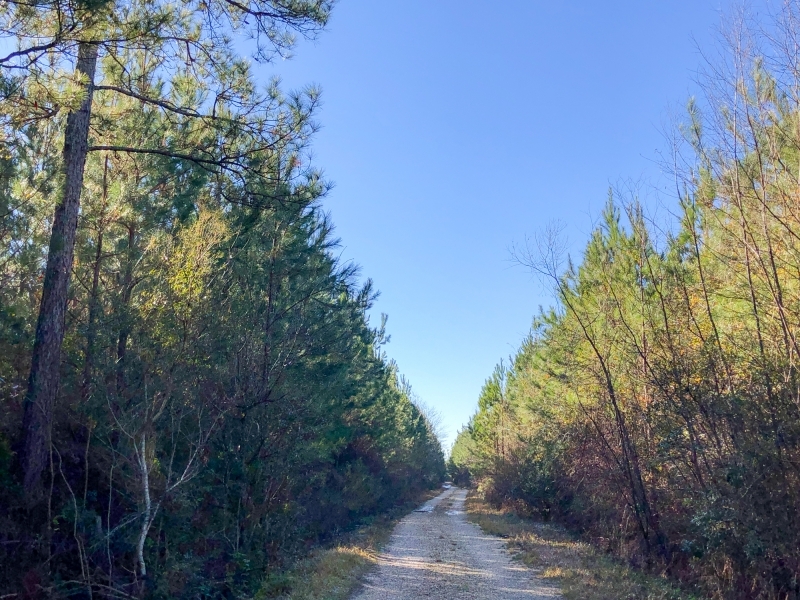 219 Acres &nbsp; FM 770 &nbsp; Tract 00166 featured image