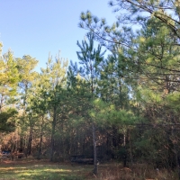 219 Acres &nbsp; FM 770 &nbsp; Tract 00166 images 2
