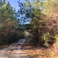 219 Acres &nbsp; FM 770 &nbsp; Tract 00166 images 3