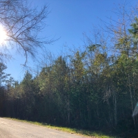 219 Acres &nbsp; FM 770 &nbsp; Tract 00166 images 5