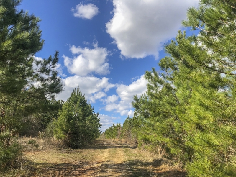 703 Acres &nbsp; Pete Garrett Road &nbsp; Tract 03039 featured image