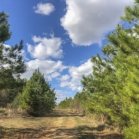 703 Acres &nbsp; Pete Garrett Road &nbsp; Tract 03039