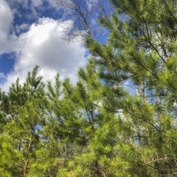 703 Acres &nbsp; Pete Garrett Road &nbsp; Tract 03039 images 2