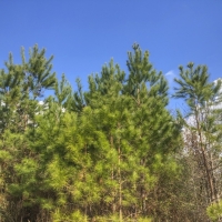 703 Acres &nbsp; Pete Garrett Road &nbsp; Tract 03039 images 4