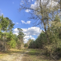 703 Acres &nbsp; Pete Garrett Road &nbsp; Tract 03039 images 6