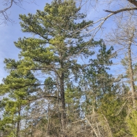 171 Acres &nbsp; CR 3111 images 2