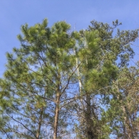 171 Acres &nbsp; CR 3111 images 3