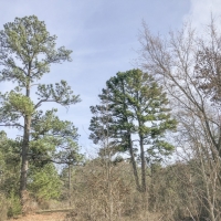 171 Acres &nbsp; CR 3111 images 4