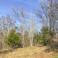 171 Acres &nbsp; CR 3111 images 5