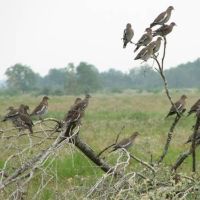 Daily Dove Hunting Lease Near Laredo