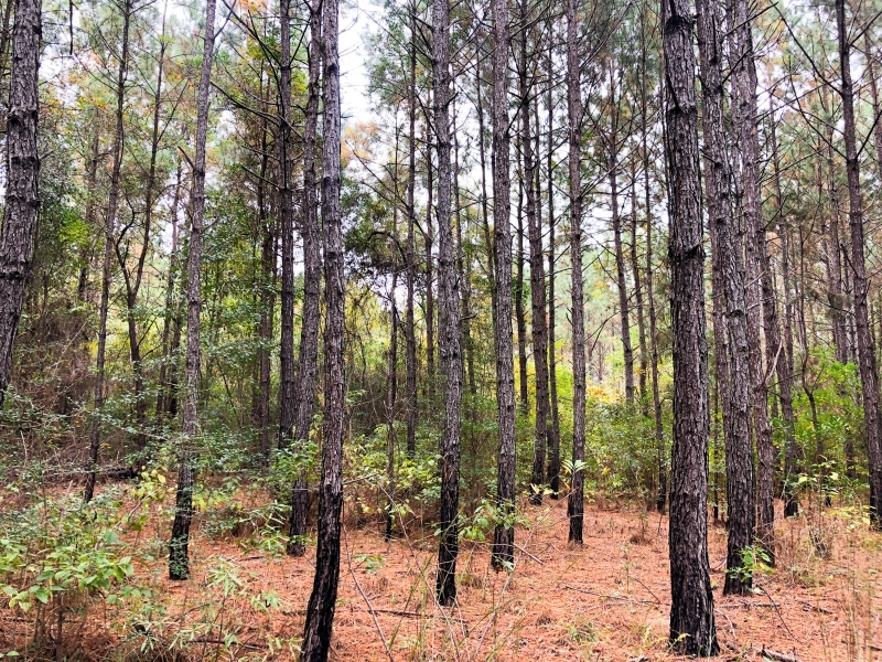 40 Ac Off Nichols Creek Rd featured image