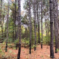40 Ac Off Nichols Creek Rd