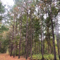 40 Ac Off Nichols Creek Rd images 2