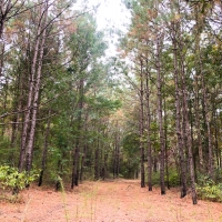 40 Ac Off Nichols Creek Rd images 4