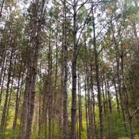 40 Ac Off Nichols Creek Rd images 5