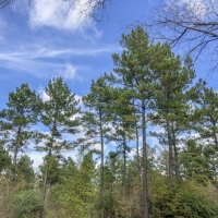 30 Acres CR 1412 images 2