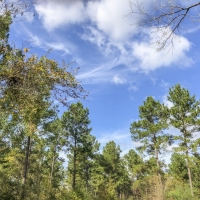 30 Acres CR 1412 images 3
