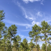30 Acres CR 1412 images 6