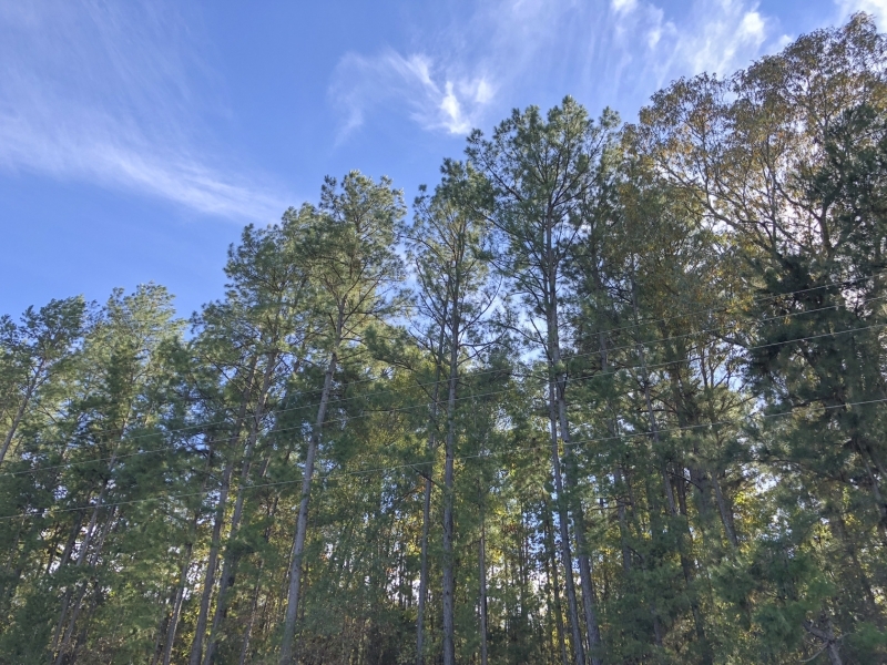 61 Acres Hwy 204 featured image