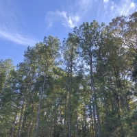 61 Acres Hwy 204