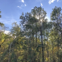 61 Acres Hwy 204 images 3