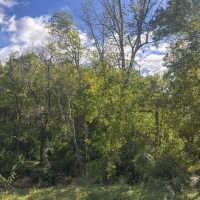 61 Acres Hwy 204 images 4