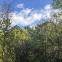 61 Acres Hwy 204 images 5