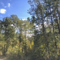 61 Acres Hwy 204 images 6
