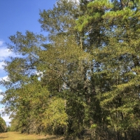 23 Ac Waterwood Estates Tr 14A images 5
