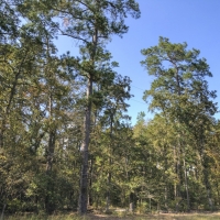 21 Ac Waterwood Estates Tr 13A images 2