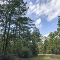 44 Ac Waterwood Estates Tr 11 images 4