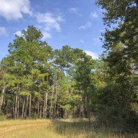 32 Ac Waterwood Estates Tr 8 images 4