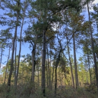 22 Ac Waterwood Estates Tr 6 images 5