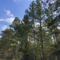 22 Ac Waterwood Estates Tr 6 images 6