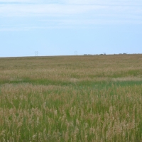 Yuma County  CO CRP Land images 3