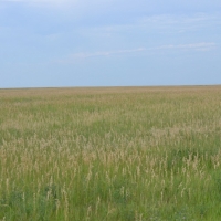 Yuma County  CO CRP Land images 6