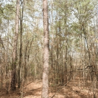 Low Falls images 4