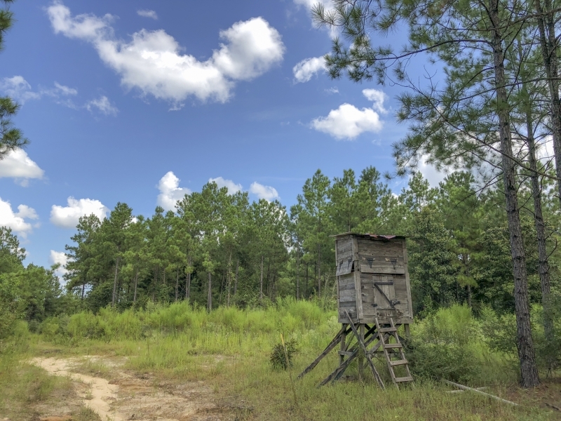 370 Acres &nbsp; Falcon &nbsp; CR 4280 featured image