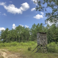370 Acres &nbsp; Falcon &nbsp; CR 4280