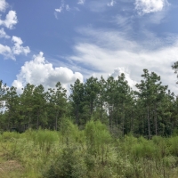 370 Acres &nbsp; Falcon &nbsp; CR 4280 images 3