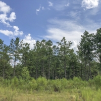 370 Acres &nbsp; Falcon &nbsp; CR 4280 images 4