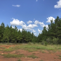 370 Acres &nbsp; Falcon &nbsp; CR 4280 images 5