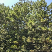 150 Ac Felps Faircloth images 4