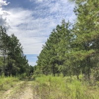 639 Ac CR 4280 Cleveland Worsham