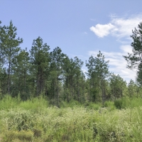 639 Ac CR 4280 Cleveland Worsham images 5