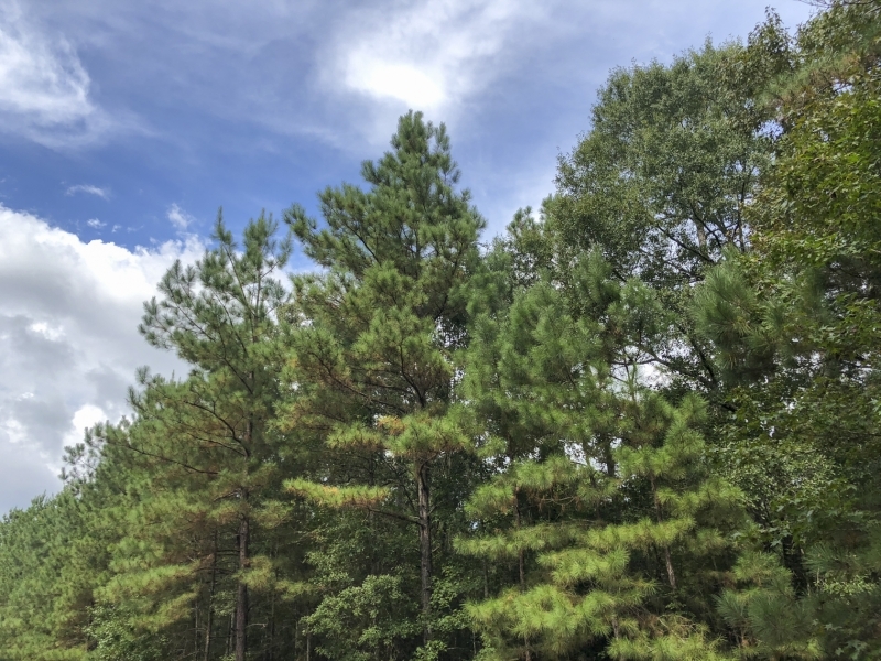 444 Ac Development Opportunity County Line Rd featured image